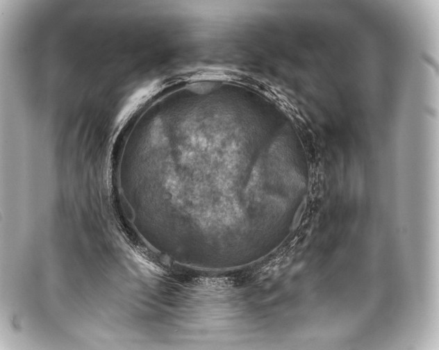 X0000098110296200804181459