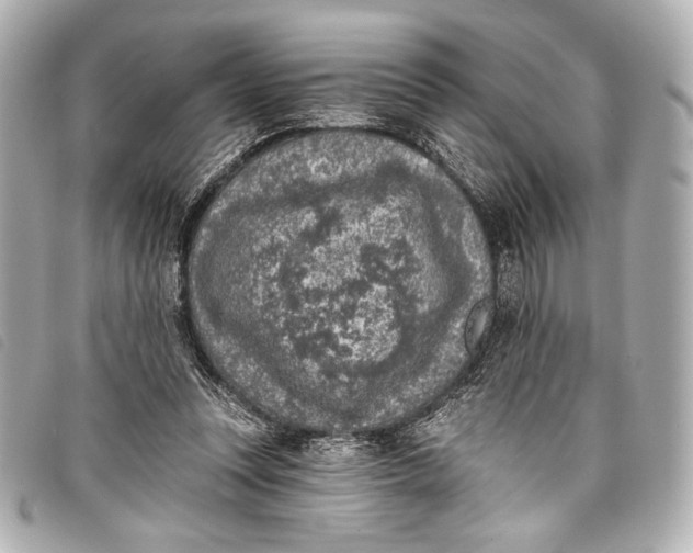 X0000098110351200804181458