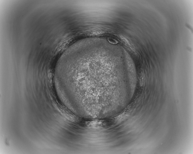 X0000098110366200804181458