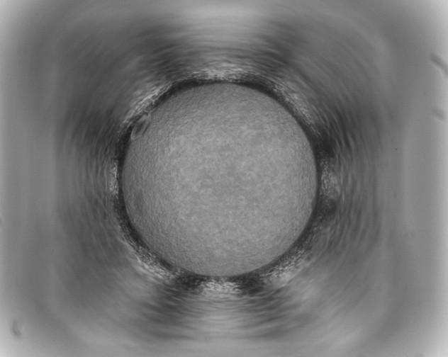 X0000098110403200804181457