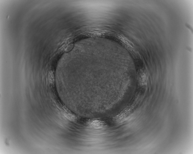 X0000098110467200804181456