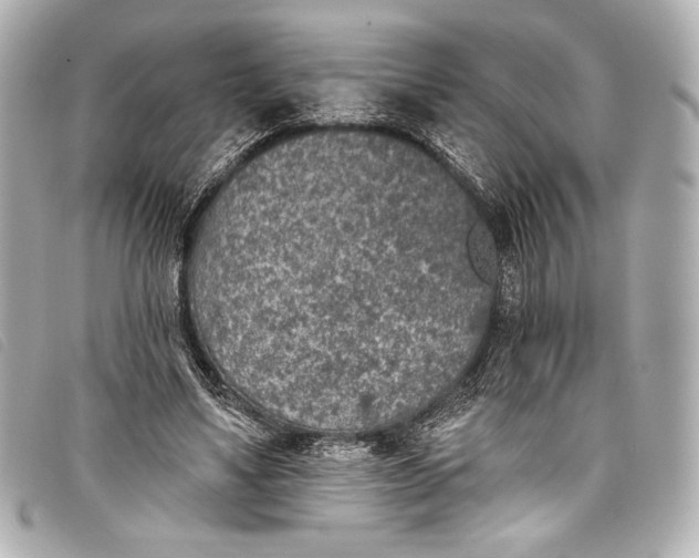 X0000098110491200804181456