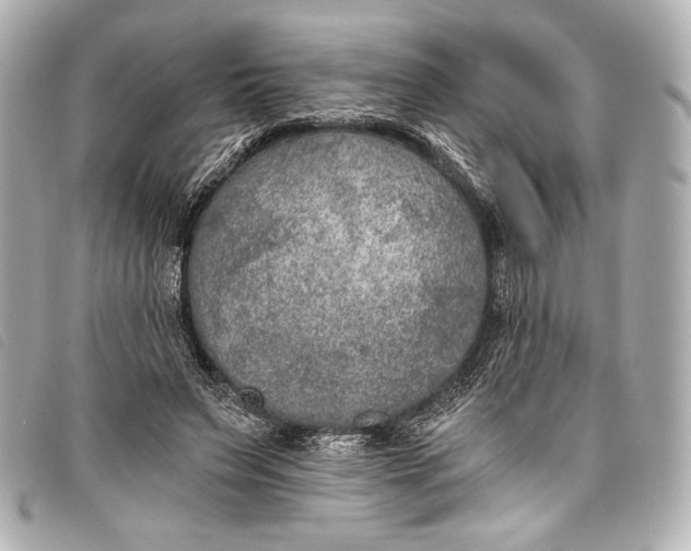 X0000098110495200804181456