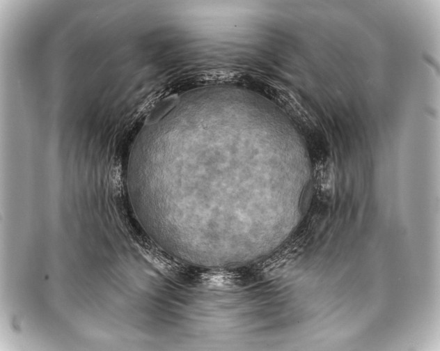 X0000098110564200804181455