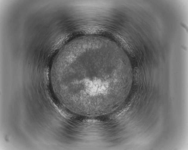 X0000098110590200804181454