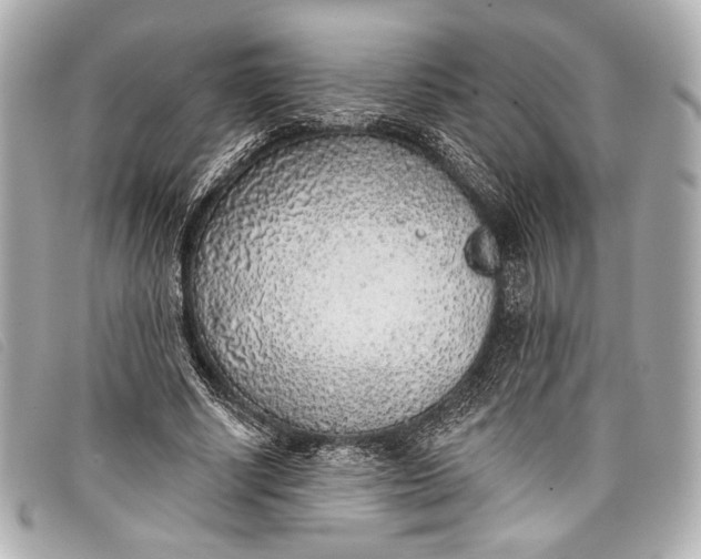 X0000098110634200804181453
