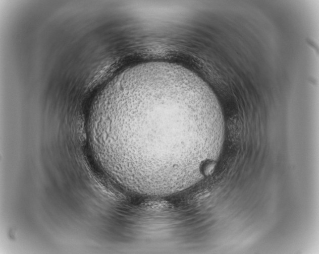 X0000098110642200804181453