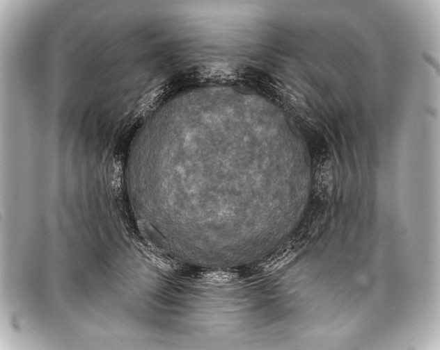 X0000098110708200804181452