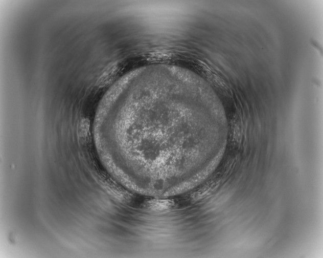 X0000098110711200804181452