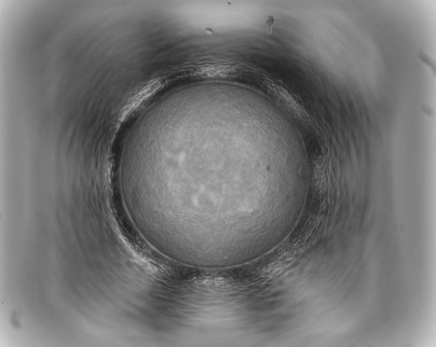 X0000098110730200804181451