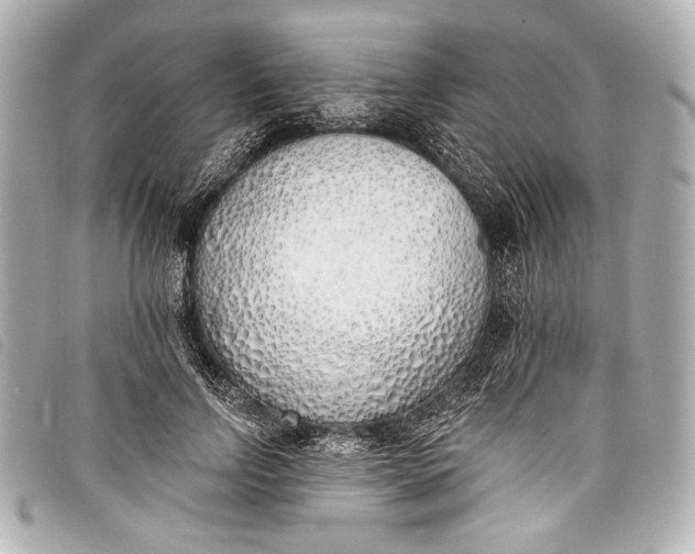 X0000098110742200804181451