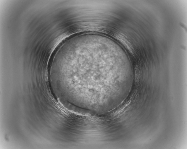 X0000098110924200804181447