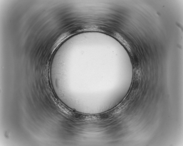 X0000098111002200804181446