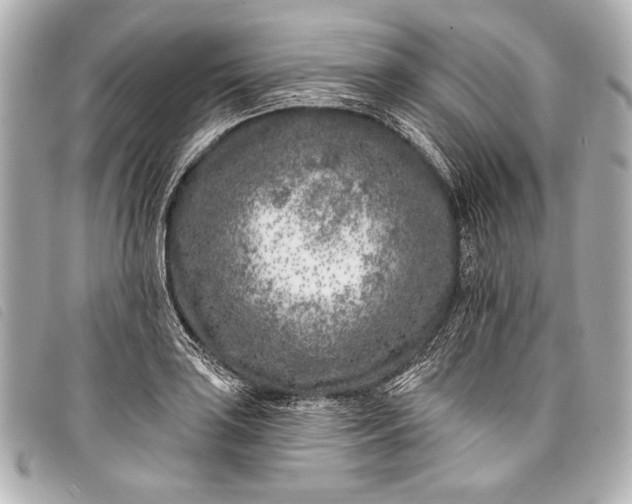 X0000098111035200804181446