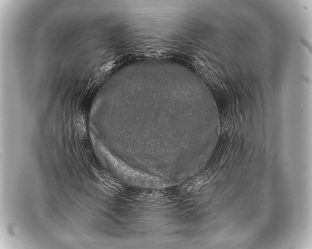 X0000098111106200804181444
