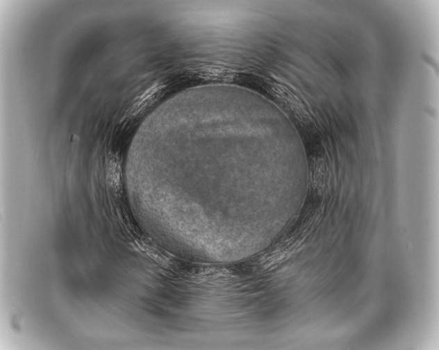 X0000098111154200804181444
