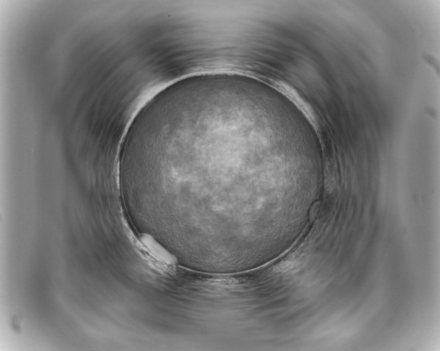X0000098111388200804181440