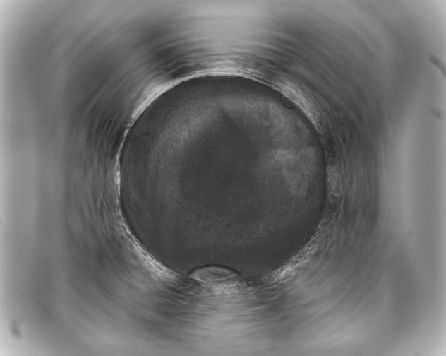 X0000098111428200804181440