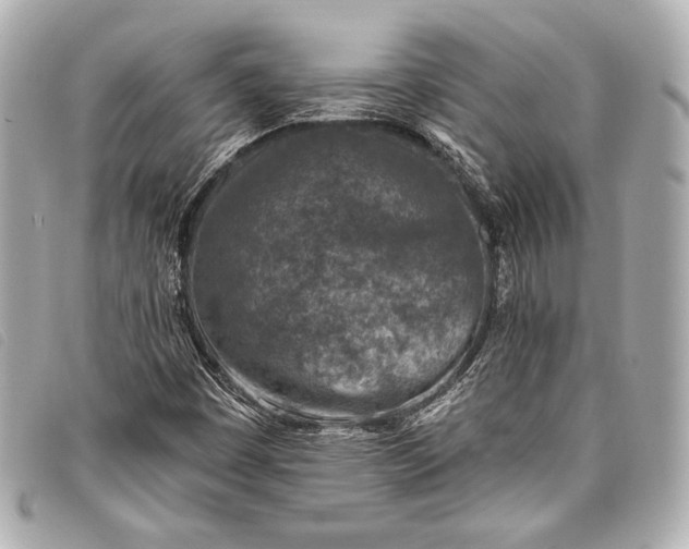 X0000098111449200804181439