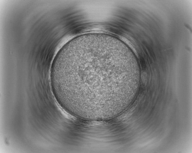 X0000098111482200804181438