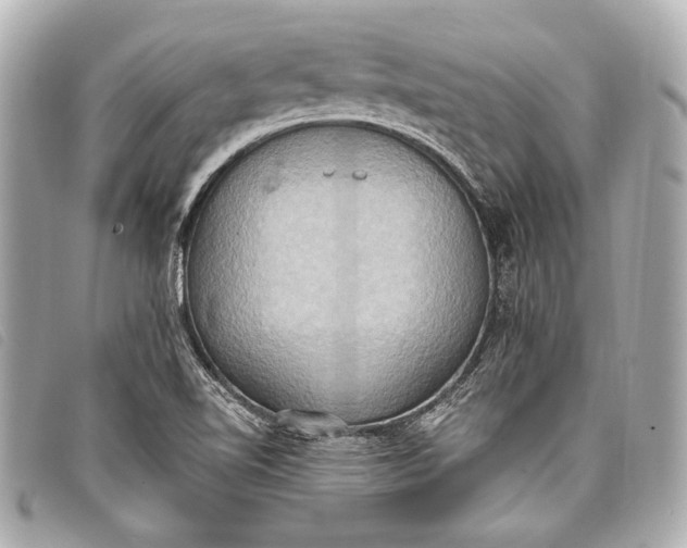 X0000098111510200804181438