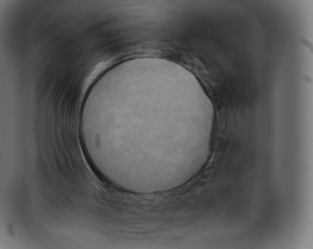 X0000098110003200804251439