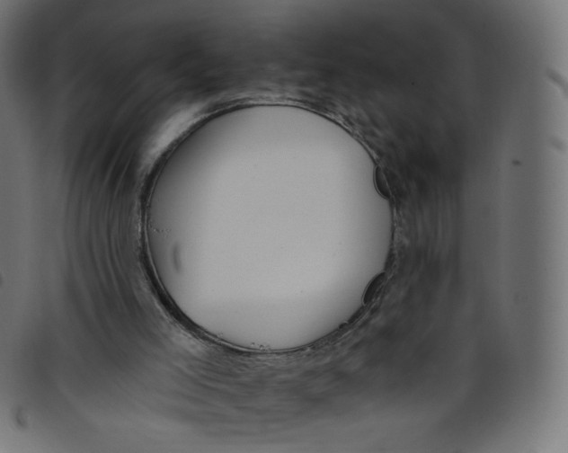 X0000098110005200804251439