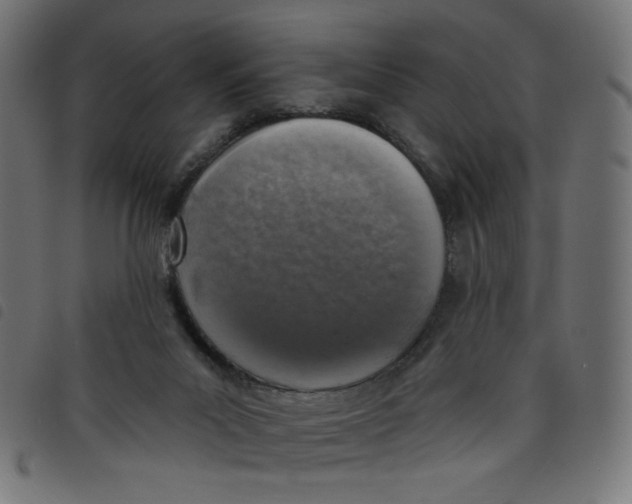 X0000098110023200804251439