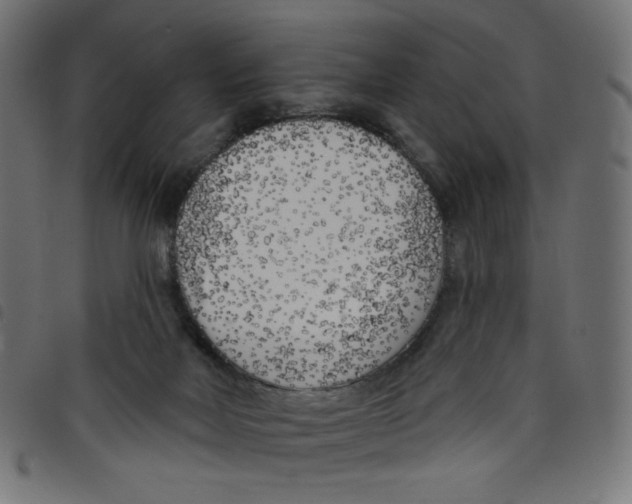 X0000098110026200804251438