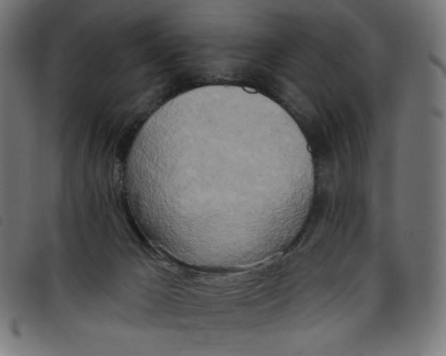 X0000098110029200804251438