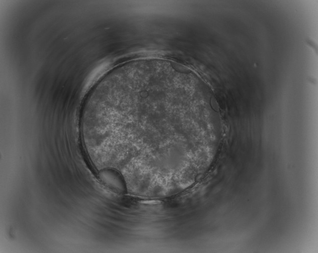 X0000098110053200804251437