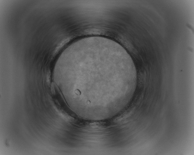 X0000098110064200804251438