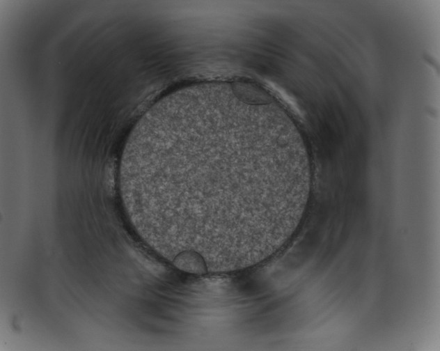 X0000098110065200804251438