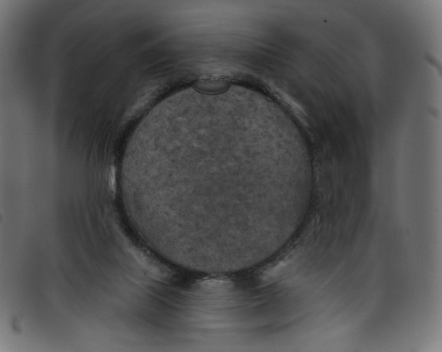 X0000098110067200804251438