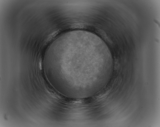 X0000098110068200804251438