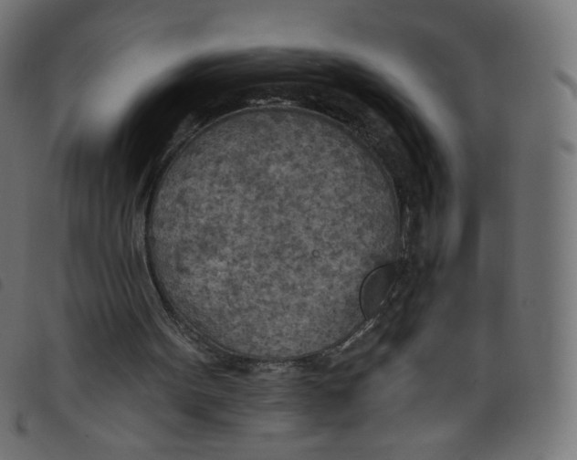 X0000098110099200804251437