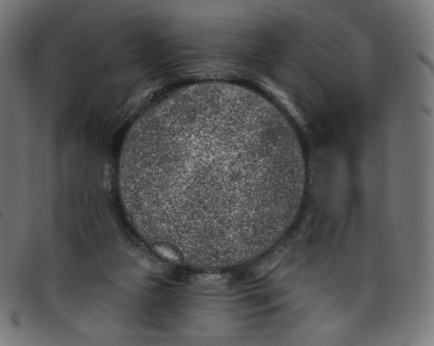 X0000098110161200804251436