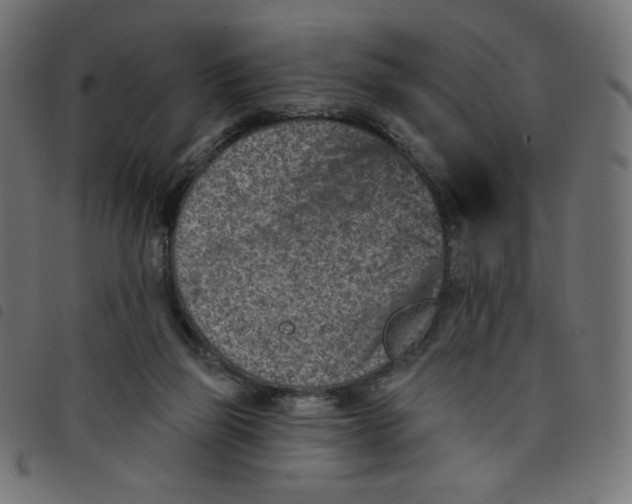 X0000098110165200804251436