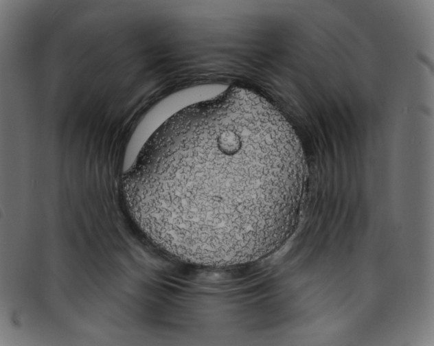 X0000098110174200804251436