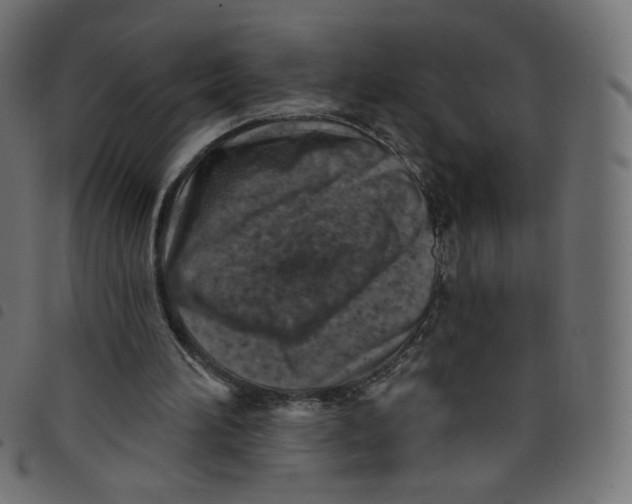 X0000098110196200804251436