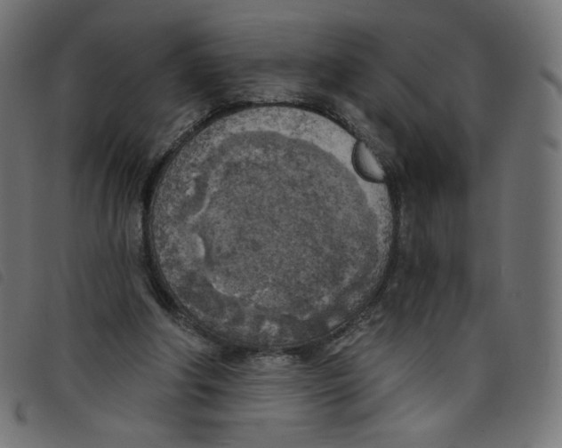 X0000098110202200804251436