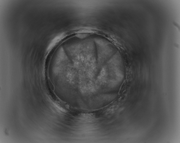 X0000098110296200804251434