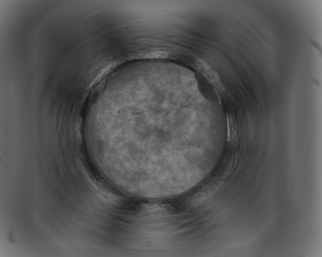 X0000098110300200804251434