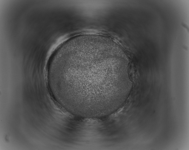 X0000098110343200804251433