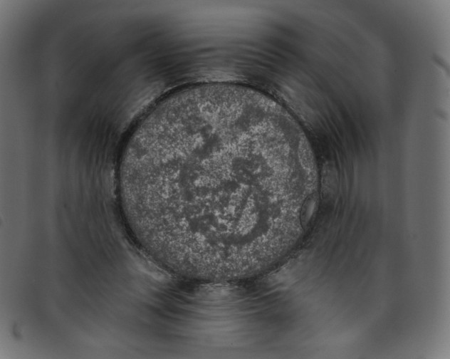 X0000098110351200804251433