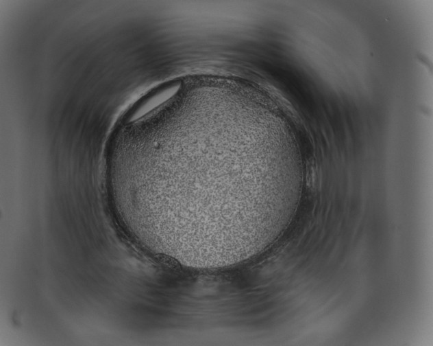 X0000098110388200804251433