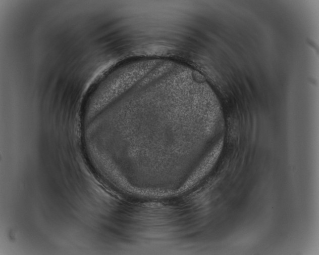 X0000098110392200804251433