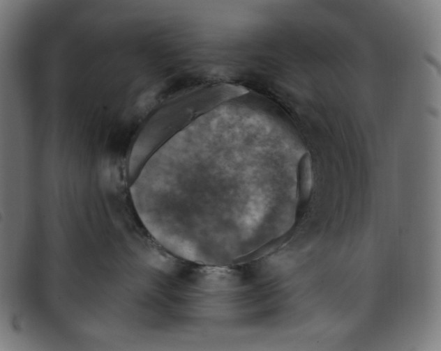 X0000098110528200804251430