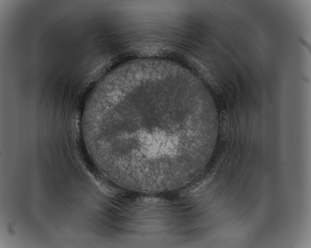 X0000098110590200804251429