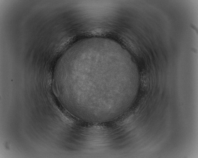 X0000098110593200804251429